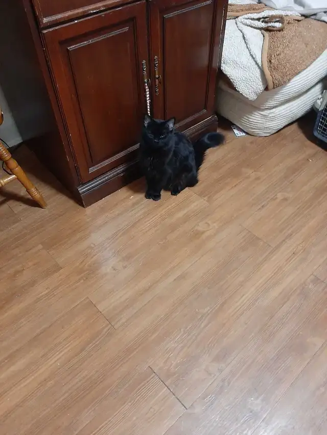 donations are needed for pets