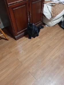 donations are needed for pets