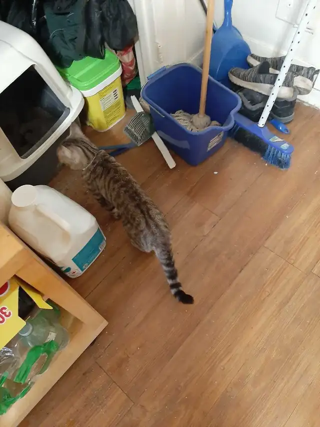 donations are needed for pets - Photo 2