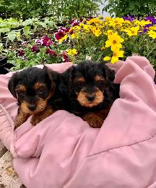Yorkshire terrier/ Mini poodle