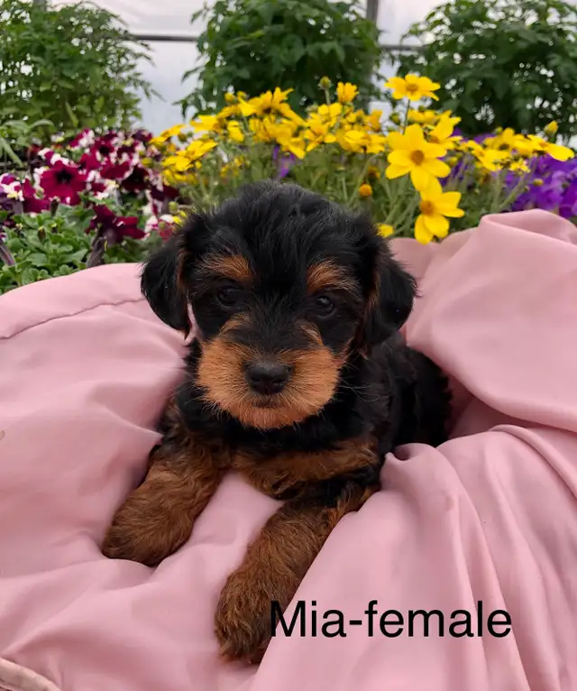Yorkshire terrier/ Mini poodle - Photo 2
