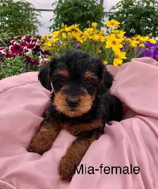 Yorkshire terrier/ Mini poodle - Photo 2