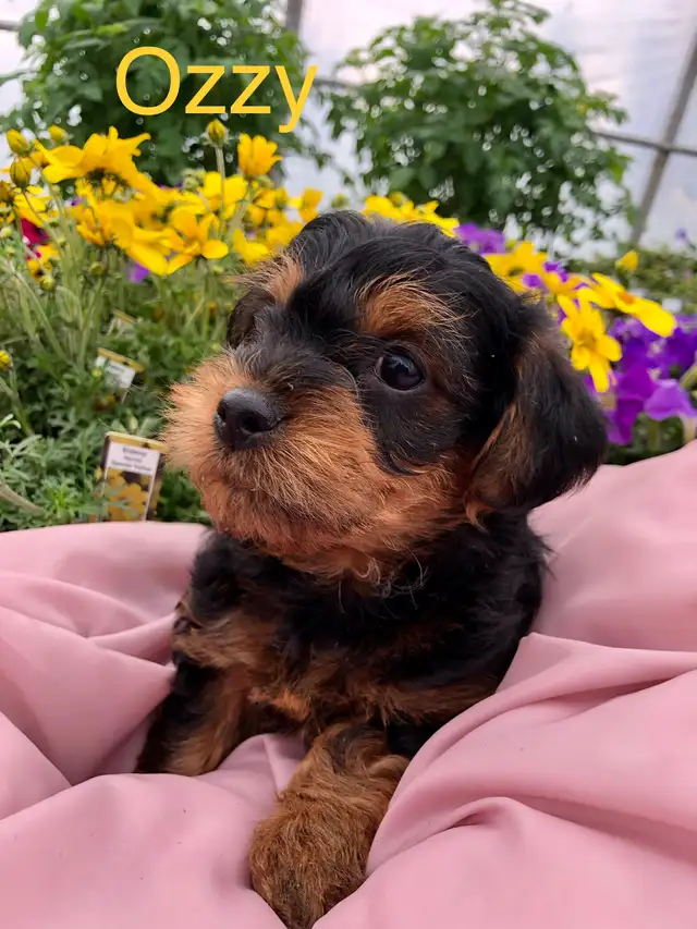 Yorkshire terrier/ Mini poodle - Photo 3