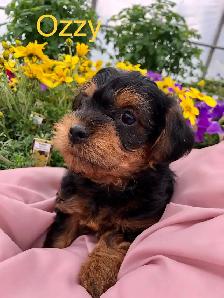 Yorkshire terrier/ Mini poodle - Photo 3