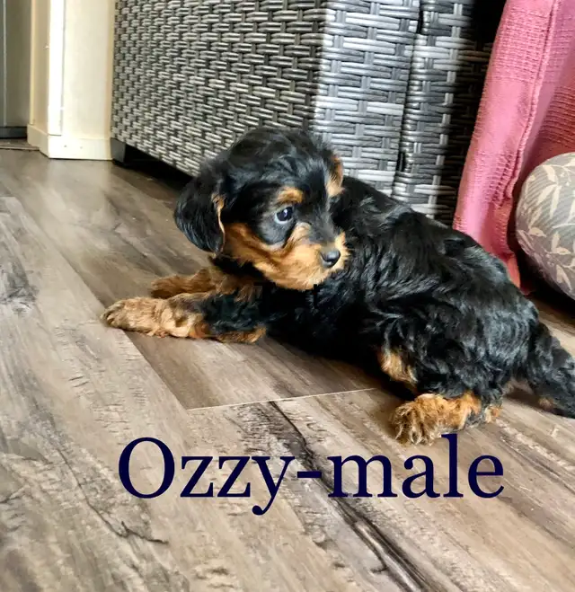 Yorkshire terrier/ Mini poodle - Photo 4