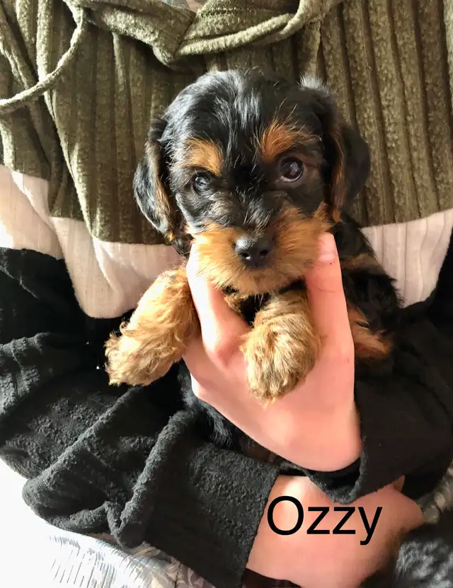 Yorkshire terrier/ Mini poodle - Photo 5