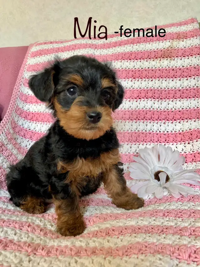 Yorkshire terrier/ Mini poodle - Photo 6