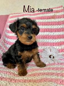 Yorkshire terrier/ Mini poodle - Photo 6