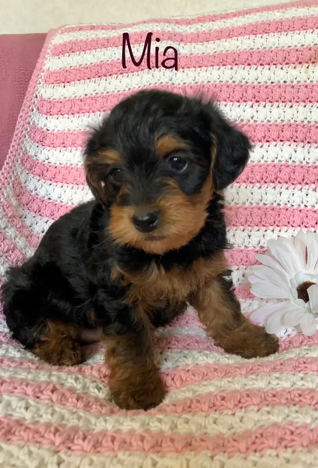 Yorkshire terrier/ Mini poodle - Photo 7
