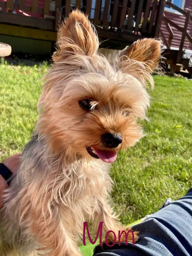 Yorkshire terrier/ Mini poodle - Photo 8