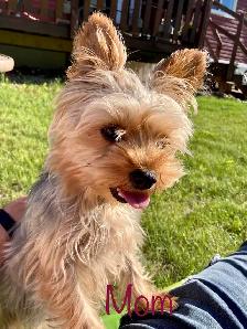 Yorkshire terrier/ Mini poodle - Photo 8