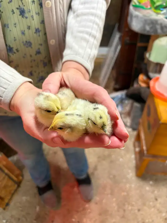 Poussins seulement $5