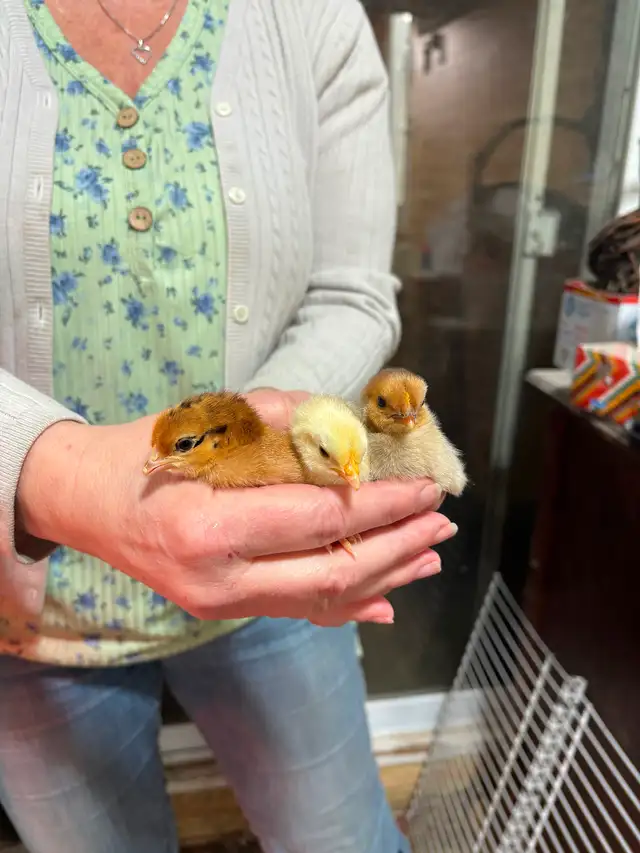 Poussins seulement $5 - Photo 2