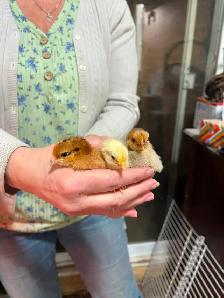 Poussins seulement $5 - Photo 2