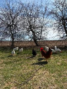 Poussins seulement $5 - Photo 4