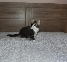 MAINE COON KITTENS, POLYDACTYL, PUREBRED