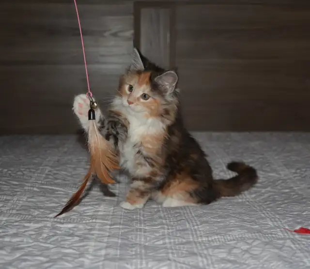 MAINE COON KITTENS, POLYDACTYL, PUREBRED - Photo 4