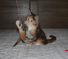 MAINE COON KITTENS, POLYDACTYL, PUREBRED - Photo 4