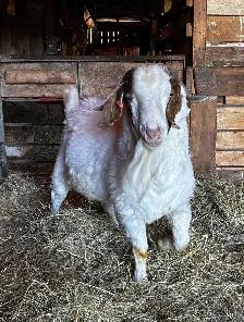TÉNOR - Splendide Bouc BOER reproducteur à vendre