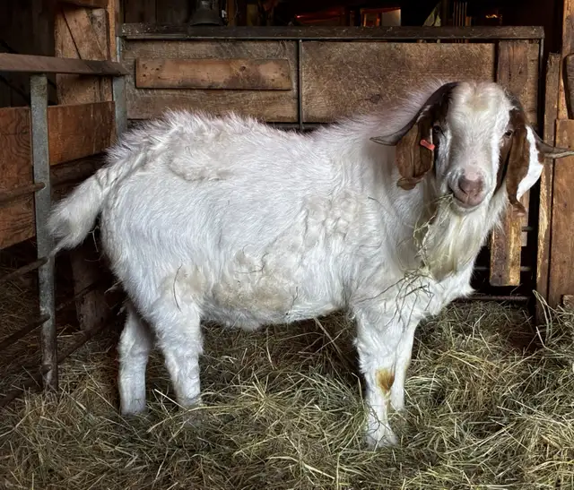 TÉNOR - Splendide Bouc BOER reproducteur à vendre - Photo 3