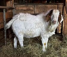 TÉNOR - Splendide Bouc BOER reproducteur à vendre - Photo 3