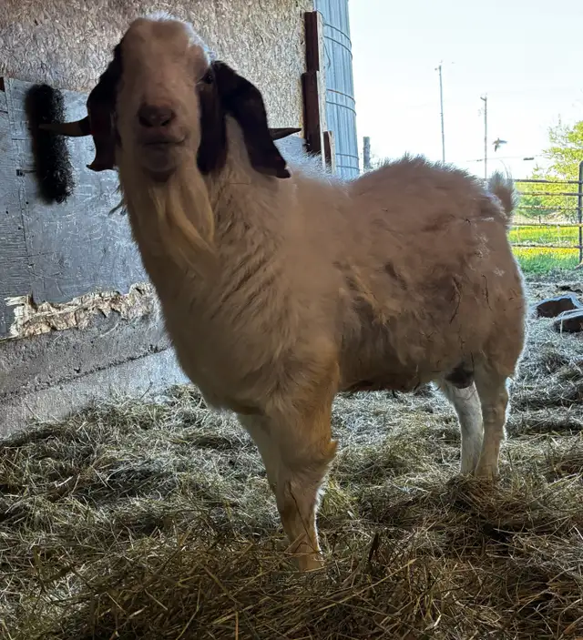 TÉNOR - Splendide Bouc BOER reproducteur à vendre - Photo 4