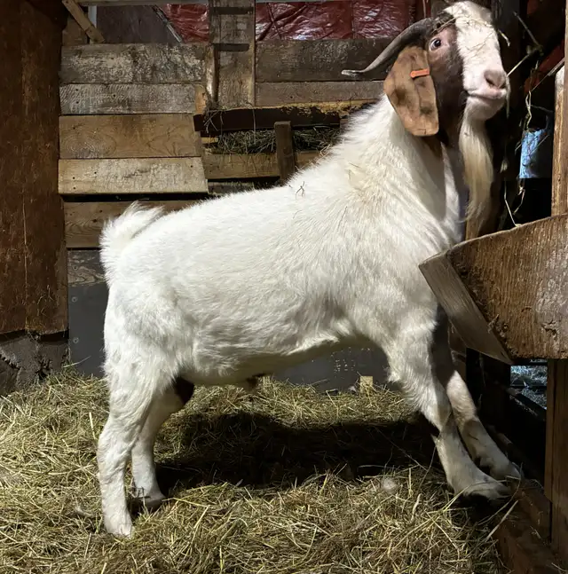 PAZ - merveilleux bouc BOER reproducteur à vendre
