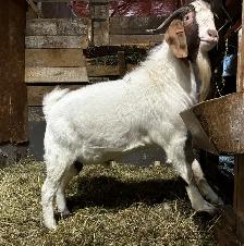 PAZ - merveilleux bouc BOER reproducteur à vendre