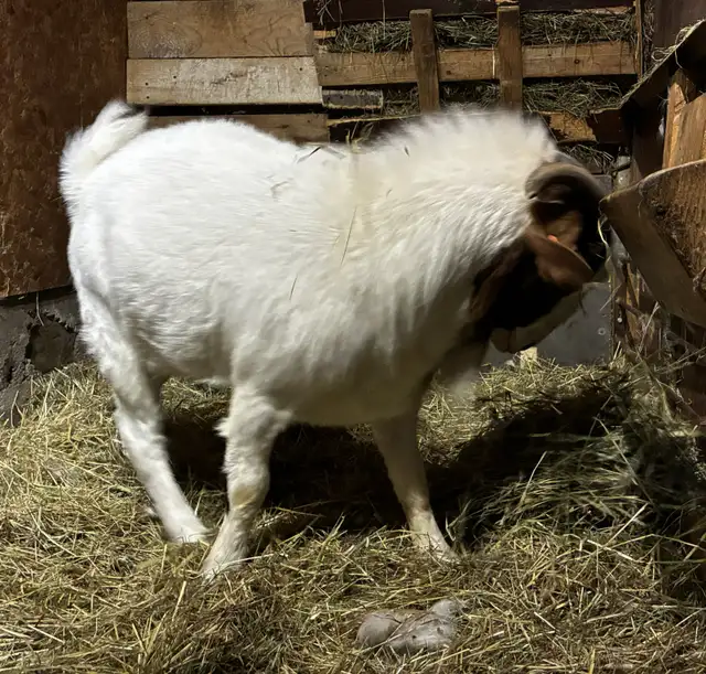 PAZ - merveilleux bouc BOER reproducteur à vendre - Photo 2