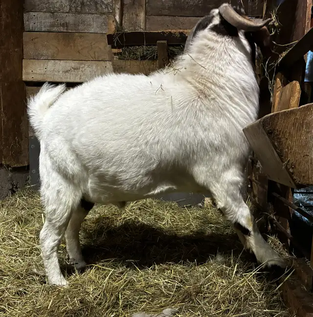 PAZ - merveilleux bouc BOER reproducteur à vendre - Photo 3