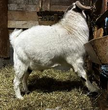 PAZ - merveilleux bouc BOER reproducteur à vendre - Photo 3
