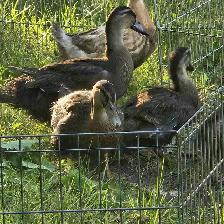 Rouen Duck Pairs