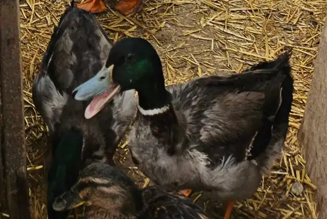 Rouen Duck Pairs - Photo 2