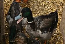 Rouen Duck Pairs - Photo 2