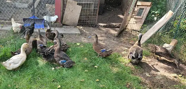 Rouen Duck Pairs - Photo 3