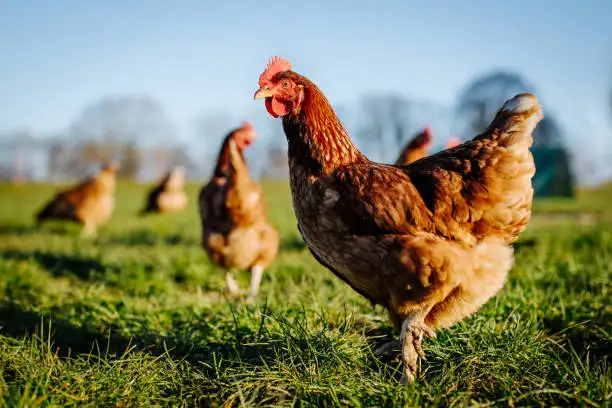 Certified Organic Lohmann Brown Laying Hens