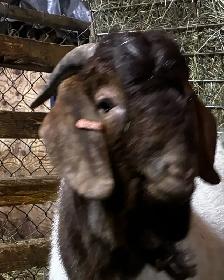 BYBLOS - fringuant bouc BOER reproducteur à vendre
