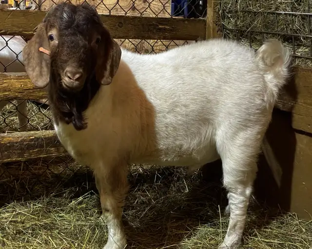 BYBLOS - fringuant bouc BOER reproducteur à vendre - Photo 2
