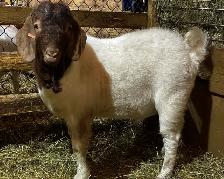 BYBLOS - fringuant bouc BOER reproducteur à vendre - Photo 2