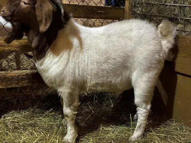 BYBLOS - fringuant bouc BOER reproducteur à vendre - Photo 3