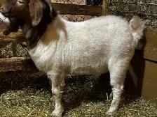 BYBLOS - fringuant bouc BOER reproducteur à vendre - Photo 3