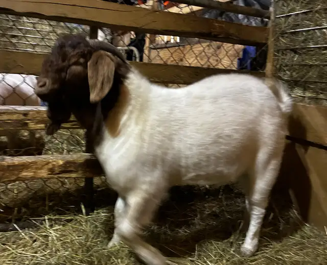 BYBLOS - fringuant bouc BOER reproducteur à vendre - Photo 4