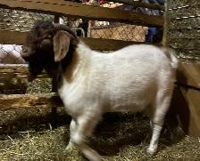 BYBLOS - fringuant bouc BOER reproducteur à vendre - Photo 4