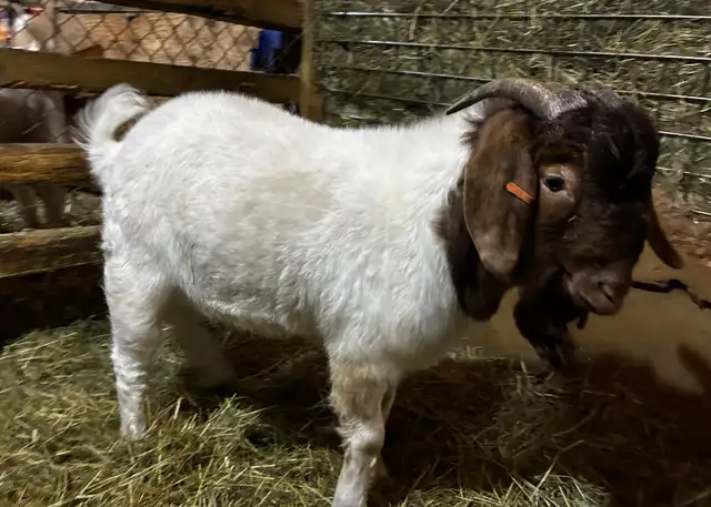 BYBLOS - fringuant bouc BOER reproducteur à vendre - Photo 5