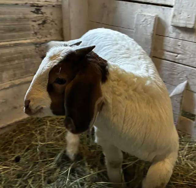 Boers - chevreaux aujourd'hui, reproducteurs demain!