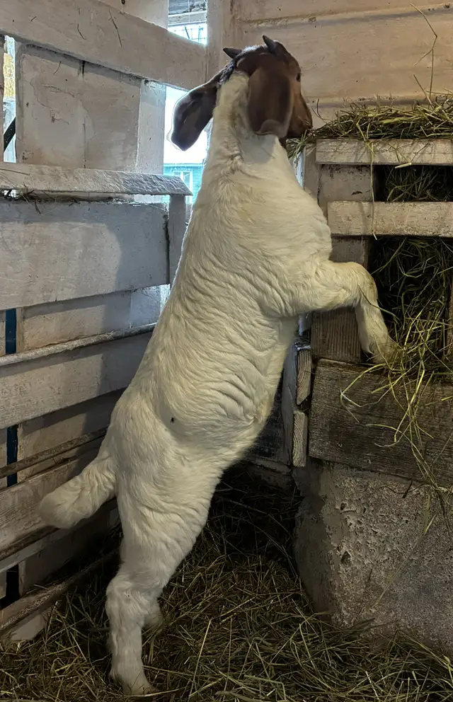 Boers - chevreaux aujourd'hui, reproducteurs demain! - Photo 2