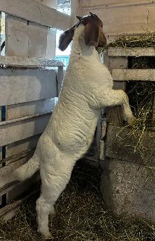 Boers - chevreaux aujourd'hui, reproducteurs demain! - Photo 2