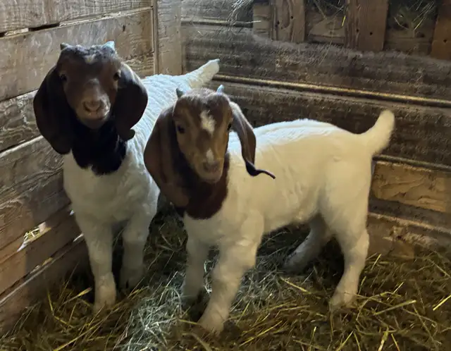 Boers - chevreaux aujourd'hui, reproducteurs demain! - Photo 3