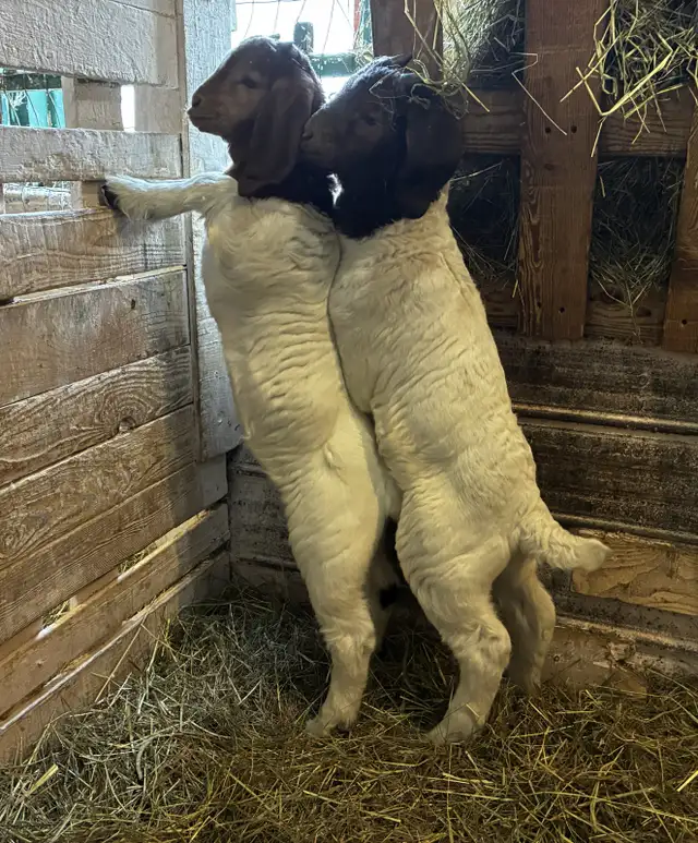 Boers - chevreaux aujourd'hui, reproducteurs demain! - Photo 4