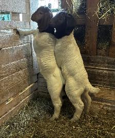 Boers - chevreaux aujourd'hui, reproducteurs demain! - Photo 4